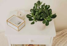The Ultimate Guide to Growing and Repotting Jade Plants Indoors