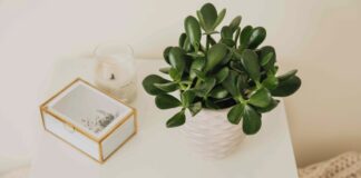 O guia definitivo para cultivar e replantar plantas de jade dentro de casa