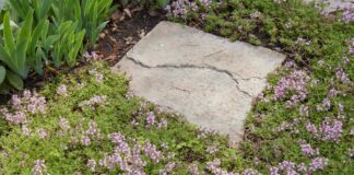 Best Groundcovers to Plant in August for Year-Round Color