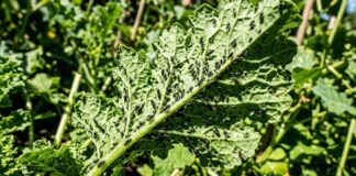 Por qué las moscas negras de los tomates son el mejor control de plagas para su jardín