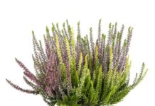 Як пожвавити ваш балкон цієї зими за допомогою розпродажу Botanic Calluna Arlequin