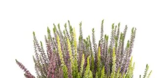 Cara menghidupkan balkon Anda musim dingin ini dengan penjualan Calluna Arlequin dari Botanic