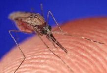 Cómo hacer una trampa para mosquitos casera con dióxido de carbono y levadura
